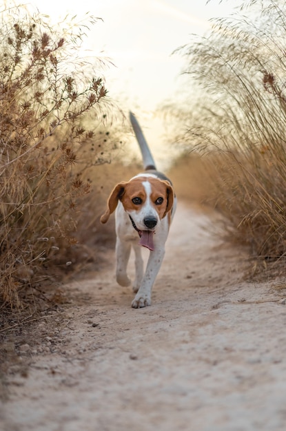 Disparo vertical de un lindo perro beagle corriendo a través de las plantas secas en un campo