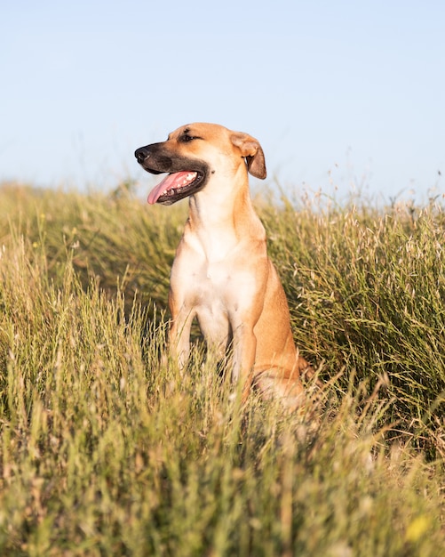 Disparo vertical de un lindo perro Black Mouth Cur sentado en medio de un campo cubierto de hierba