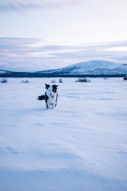 Disparo vertical de un lindo perro caminando en el campo nevado en el norte de Suecia