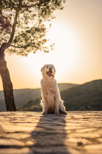 Disparo vertical de un lindo perro labrador sentado en una montaña durante la puesta de sol