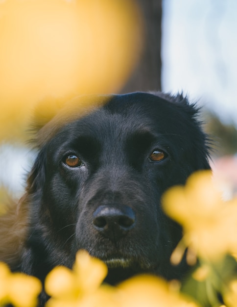 Disparo vertical de un lindo perro mirando hacia la cámara