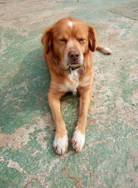 Disparo vertical de un lindo perro perdiguero de Nueva Escocia tumbado al aire libre