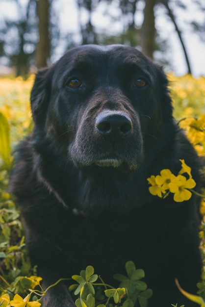 Disparo vertical de un lindo perro de pie cerca de flores amarillas