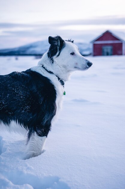 Disparo vertical de un lindo perro de pie en la nieve en el norte de Suecia