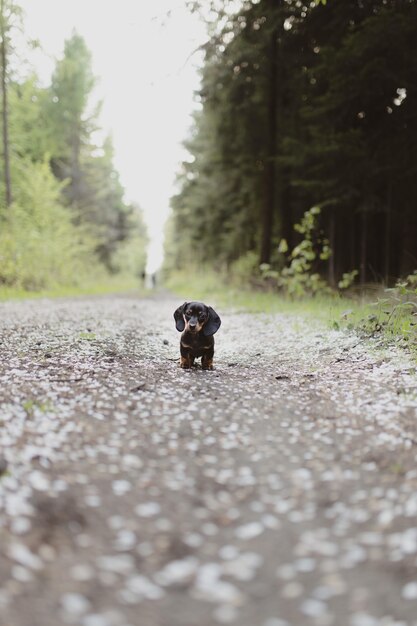 Disparo vertical de un lindo perro salchicha de pie en la carretera