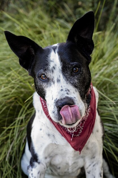 Disparo vertical de un lindo perro teddy roosevelt terrier sentado en el césped