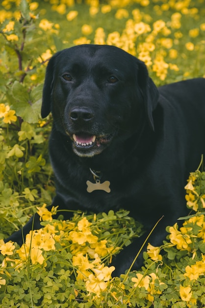 Foto gratuita disparo vertical de un lindo perro tendido en el suelo cerca de flores amarillas
