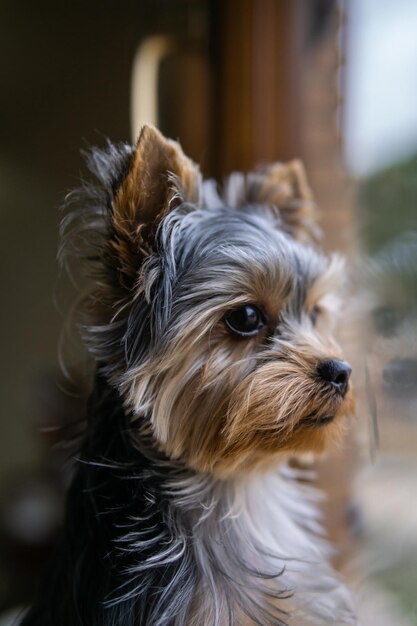 Disparo vertical de un lindo perro Yorkshire terrier