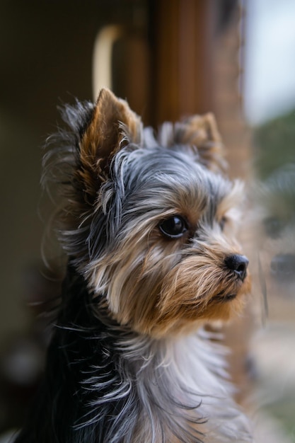 Disparo vertical de un lindo perro Yorkshire terrier