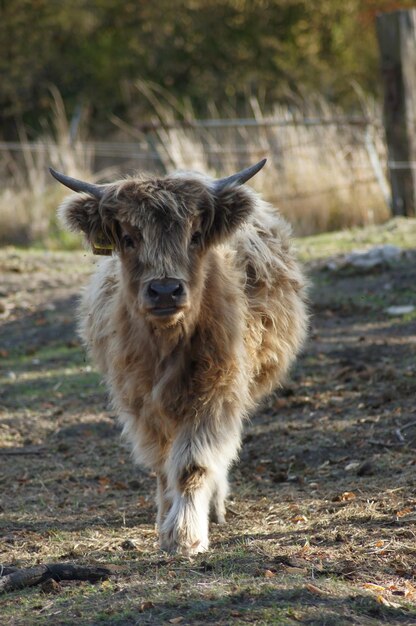 Disparo vertical de un lindo toro peludo en un campo