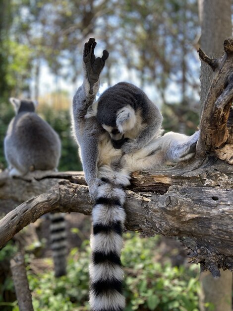 Disparo vertical de lindos lémures de cola anillada jugando en un árbol en un parque