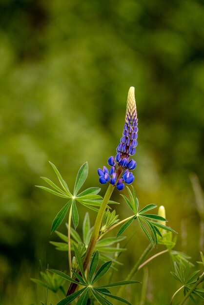 Disparo vertical de un Lupinus angustifolius en un campo bajo la luz del sol con una distancia borrosa