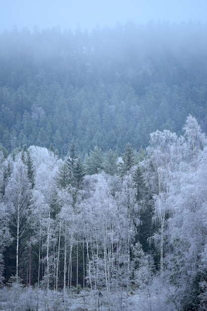 Disparo vertical de la maravillosa naturaleza invernal