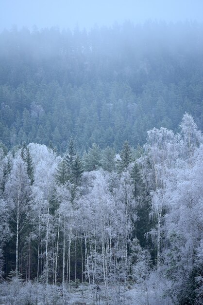 Disparo vertical de la maravillosa naturaleza invernal