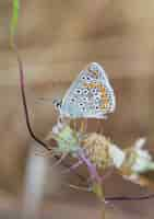 Foto gratuita disparo vertical de una mariposa azul común en el tallo de una flor