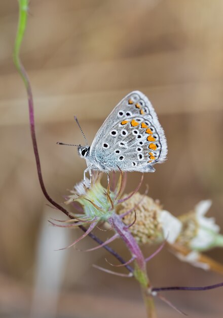 Disparo vertical de una mariposa azul común en el tallo de una flor