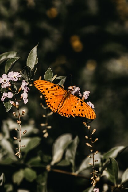 Disparo vertical de una mariposa naranja sobre una ramita