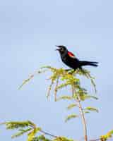 Foto gratuita disparo vertical de un mirlo de alas rojas en una rama piando