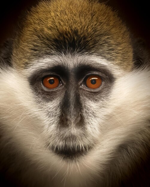 Disparo vertical de un mono Vervet con ojos naranjas