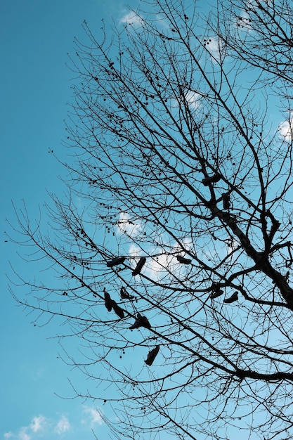 Disparo vertical de un montón de zapatos colgando de las ramas de los árboles bajo un cielo nublado