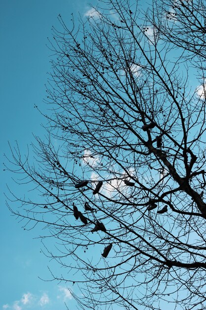 Disparo vertical de un montón de zapatos colgando de las ramas de los árboles bajo un cielo nublado