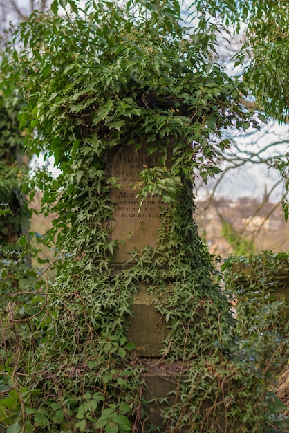 Disparo vertical de un monumento de piedra cubierto por ramas de árboles en el parque