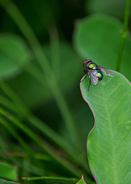 Disparo vertical de una mosca sobre una hoja verde