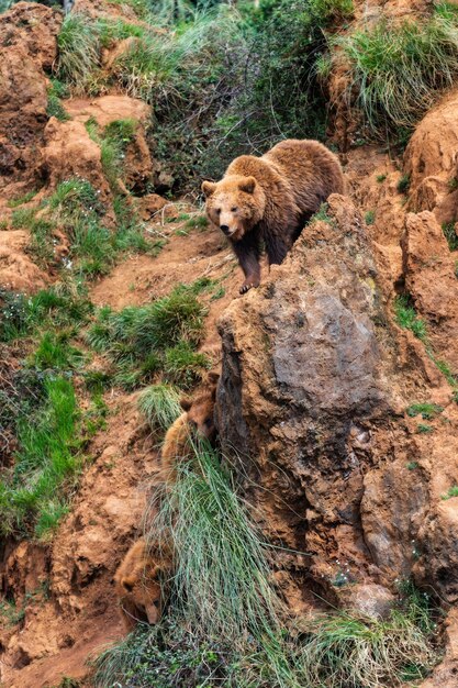 Disparo vertical de un oso pardo en la naturaleza