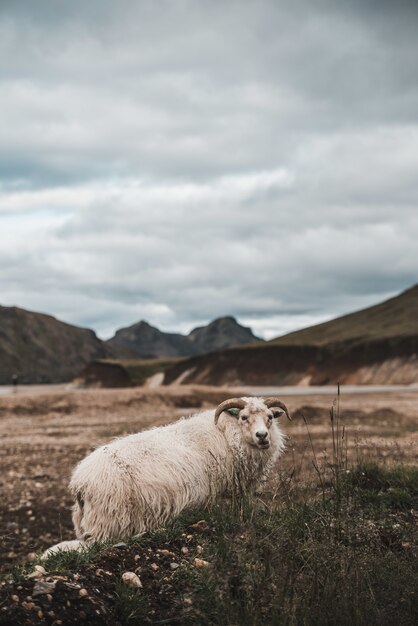 Disparo vertical de una oveja blanca pastando en los pastos bajo un cielo nublado