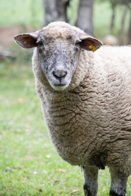 Disparo vertical de una oveja en la naturaleza