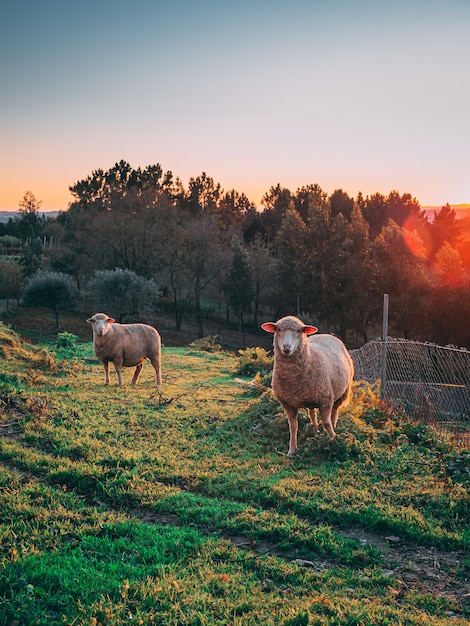 Disparo vertical de las ovejas que pastan en los campos verdes durante la puesta de sol con árboles en el fondo