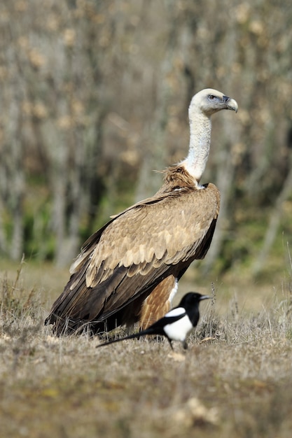 Disparo vertical de un pájaro buitre en el campo