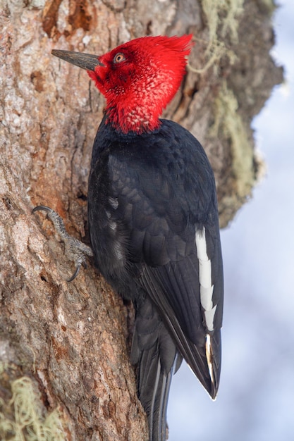 Disparo vertical de un pájaro carpintero de Magallanes en un árbol con una superficie borrosa