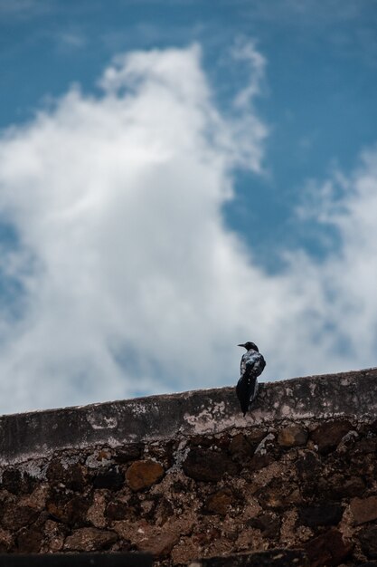 Disparo vertical de un pájaro descansando sobre un muro de hormigón con un cielo azul nublado