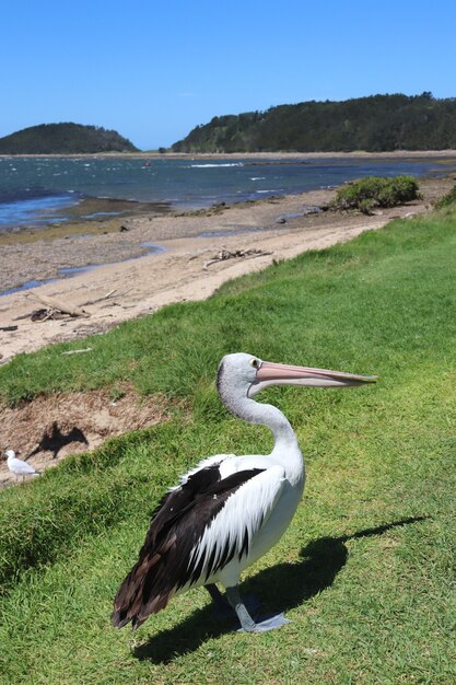 Disparo vertical de un pájaro pelícano en la orilla del mar en Australia