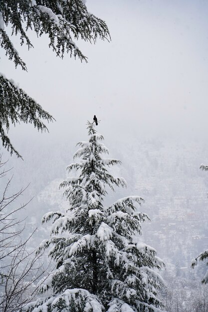 Disparo vertical de pájaro sentado en la cima del árbol después de una nevada fresca