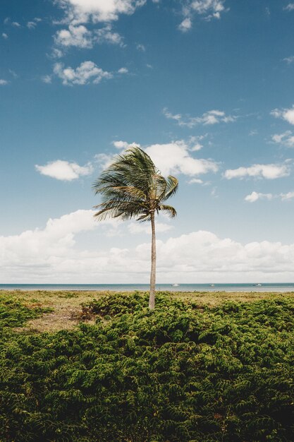 Disparo vertical de una palmera y planton en la playa en un día nublado con viento