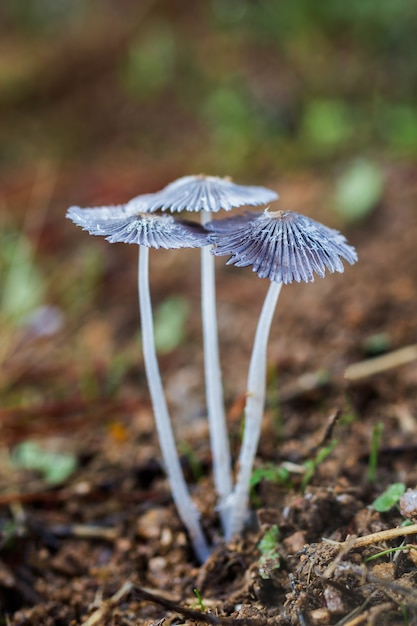 Disparo vertical de parasola plicatilis creciendo en la naturaleza