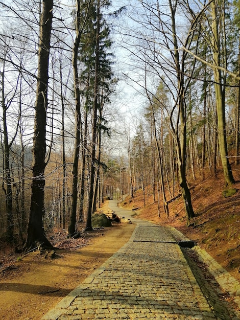 Disparo vertical de una pasarela de piedra en las colinas cubiertas de árboles en Jelenia Góra, Polonia.