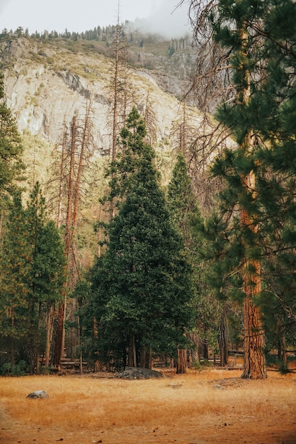 Disparo vertical de pastos con árboles altos y una montaña rocosa