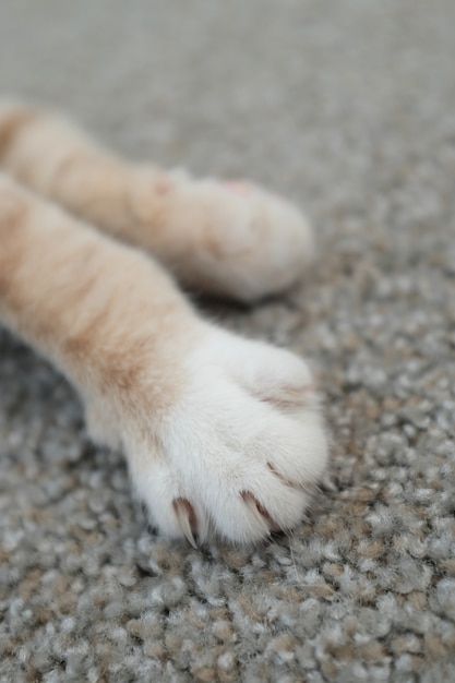 Foto gratuita disparo vertical de patas de lindo gatito