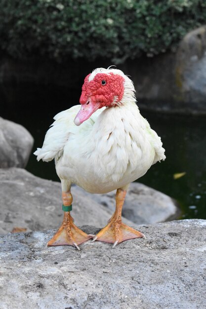 Disparo vertical de un pato blanco de pico rojo de pie sobre una roca