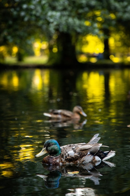 Disparo vertical de un pato real nadando en un lago durante el día