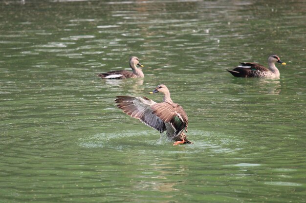 Disparo vertical de un pato real nadando en la superficie del agua en un estanque