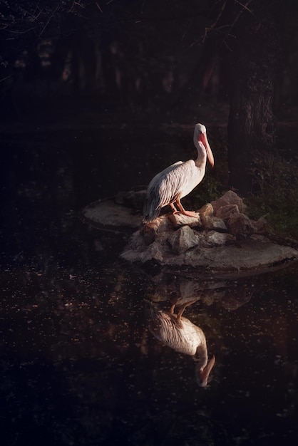 Disparo vertical de pelícano con su reflejo en el lago