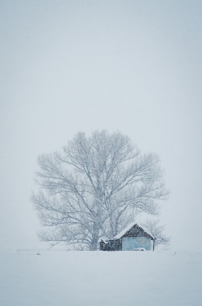 Disparo vertical de una pequeña cabaña en frente del gran árbol cubierto de nieve en un brumoso día de invierno