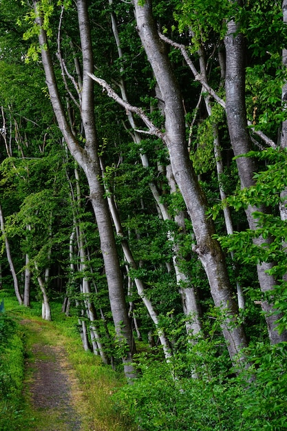 Foto gratuita disparo vertical de una pequeña carretera en un hermoso bosque verde