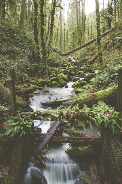 Disparo vertical de una pequeña cascada en una selva con árboles cubiertos de musgo