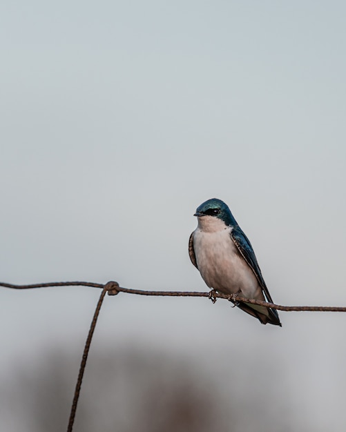 Disparo vertical de un pequeño pájaro azul y blanco sobre una valla metálica