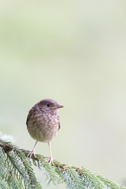 Disparo vertical de un pequeño reyezuelo lindo en un pino al aire libre